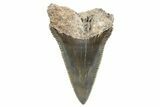 Serrated, Fossil Great White Shark Tooth - South Carolina #347035-1